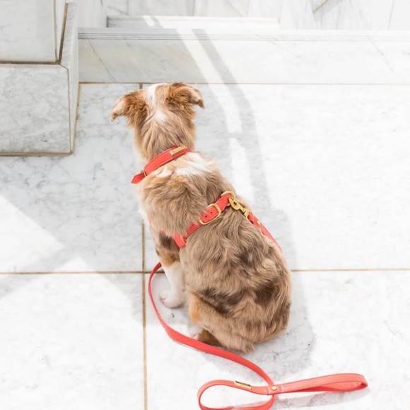 Leather Dog Collar by Hound Collection with Gold Bar Logo - Picture 5 of 8